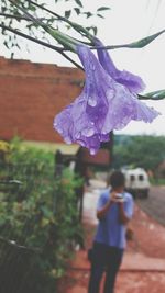 Close-up of purple flower