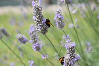 Close-up of bee pollinating on purple flower