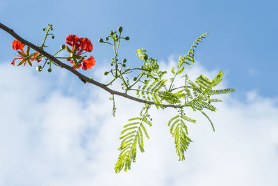 Low angle view of flowering plant against sky