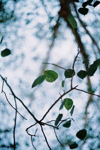 Low angle view of plants against sky