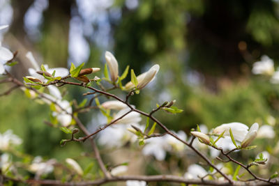 Close-up of white flowering plant