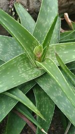 High angle view of succulent plant