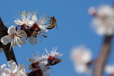 Close-up of bee on cherry blossom against sky