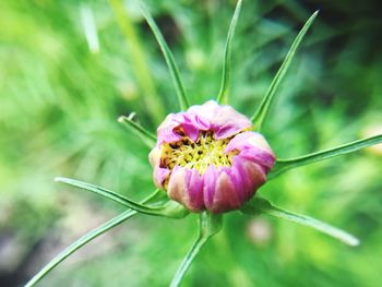 Close-up of pink flower blooming outdoors