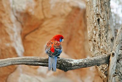 Close-up of bird perching on tree