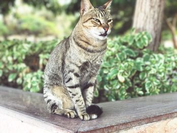 Close-up of cat sitting outdoors