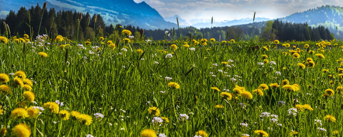 View of yellow flowering plants on field