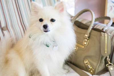 Portrait of white dog