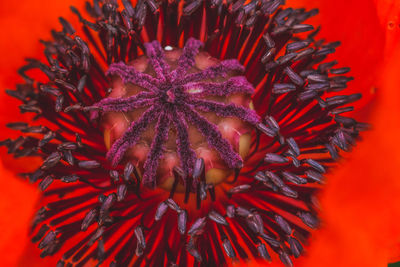 Beautiful poppy flower in deep red color