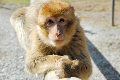 Portrait of lion sitting outdoors