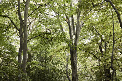 Low angle view of trees in forest