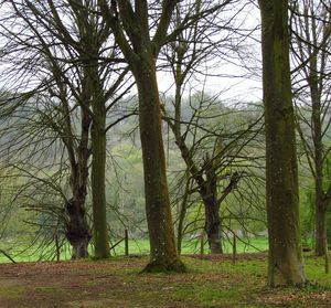 Bare trees in forest