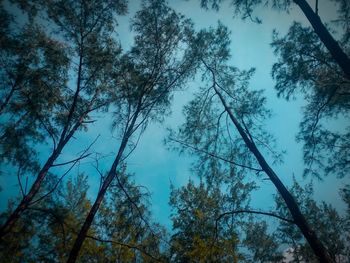 Low angle view of trees against sky