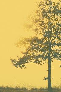 Tree against yellow sky