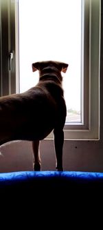 Dog looking through window at home