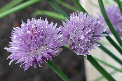 Close-up of purple flowering plant