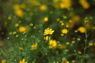 Close-up of yellow flowering plant on land