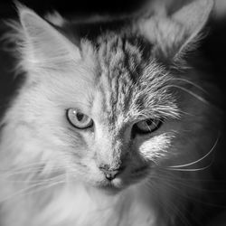 Close-up portrait of a cat