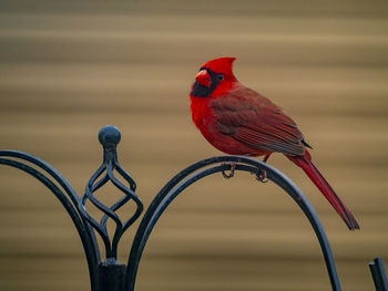 Close-up of bird perching on feeder