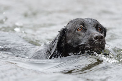 Portrait of black dog in lake