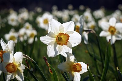 Close-up of white flowering plant