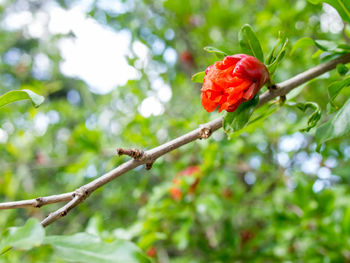 Close-up of red flower on branch