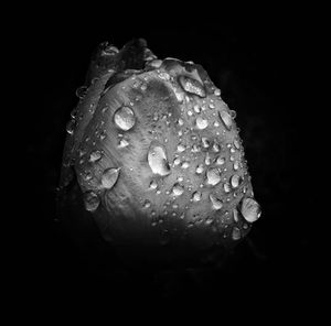 Close-up of water drops on flower
