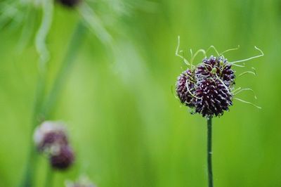 Close-up of wilted flower on green background 