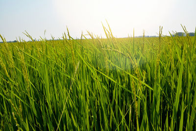 Close-up of wheat field against clear sky