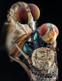 Close-up of an insect with prey