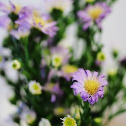 Close-up of purple flower