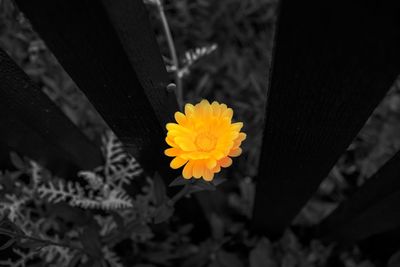 Close-up of yellow flower blooming outdoors