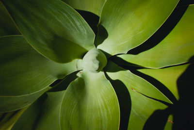 Close-up of green plant growing at night