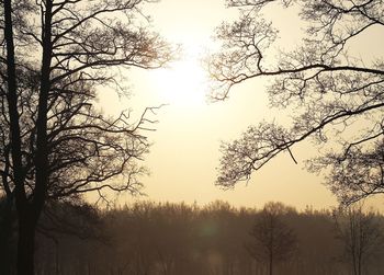 Bare trees at sunset