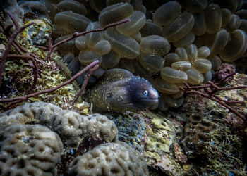 Close-up of fish in sea