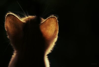 Close-up of cat against black background