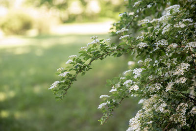 Close-up of flowering plant