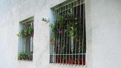 Plants growing on balcony