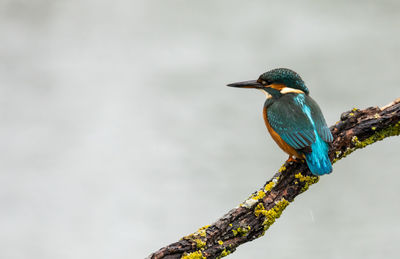 Close-up of bird perching on a branch