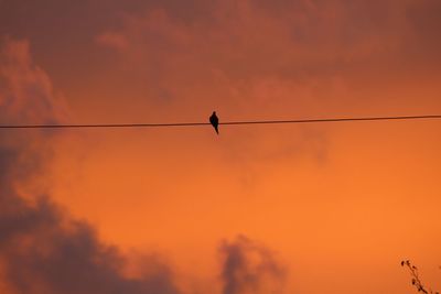 Low angle view of silhouette bird perching on cable against orange sky