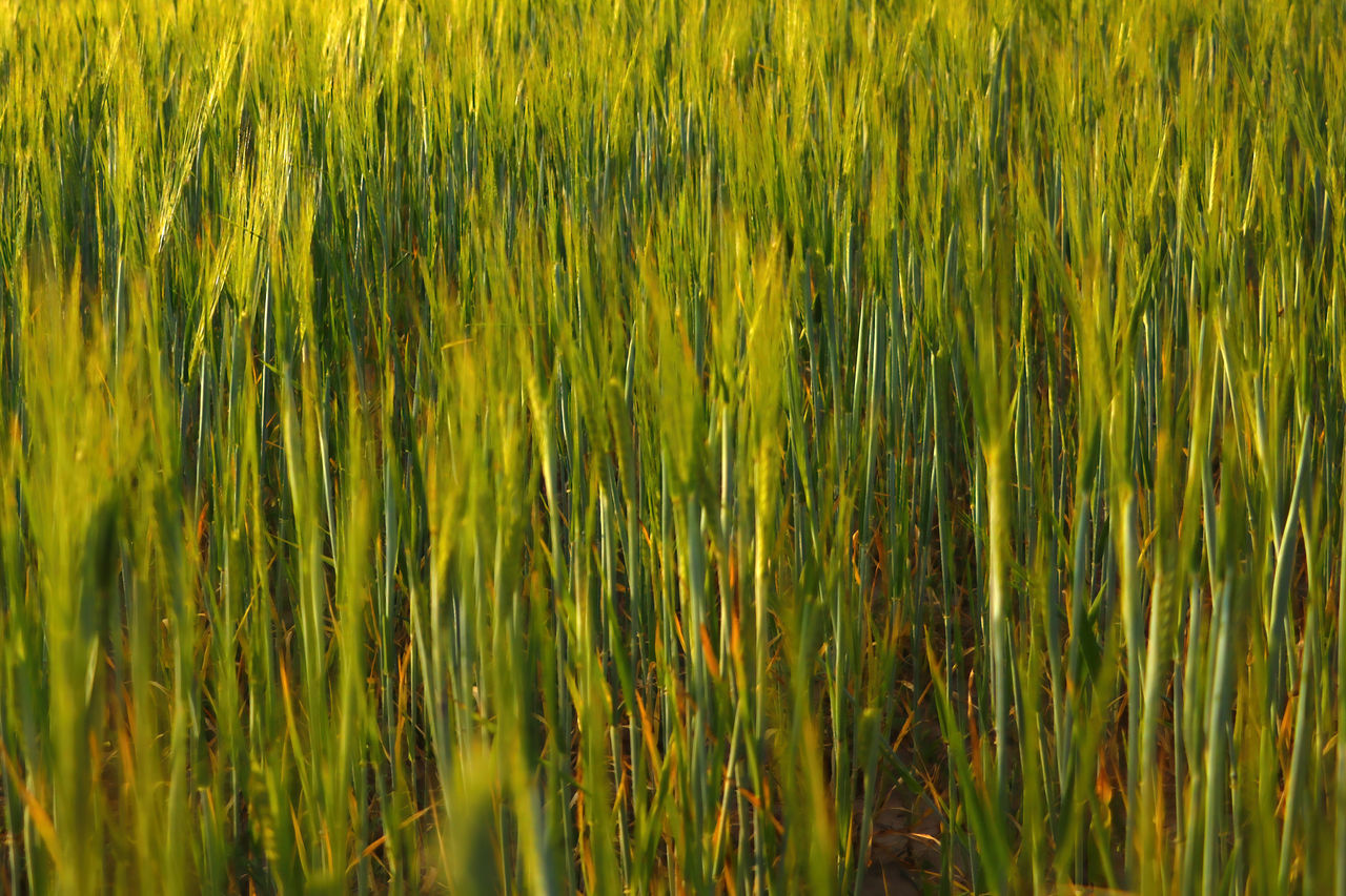 FULL FRAME SHOT OF CROP GROWING ON FIELD