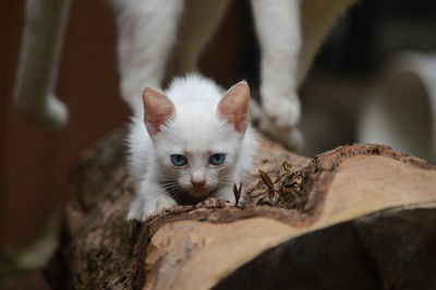 Close-up portrait of kitten by outdoors
