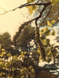 Close-up of branch against blurred background