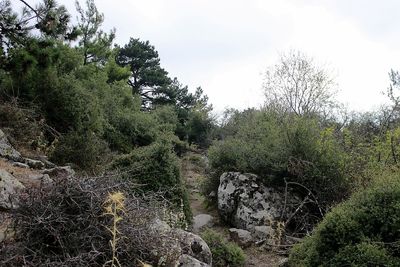 Plants growing on rocks against sky