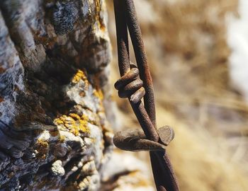 Close-up of rope tied up on rock