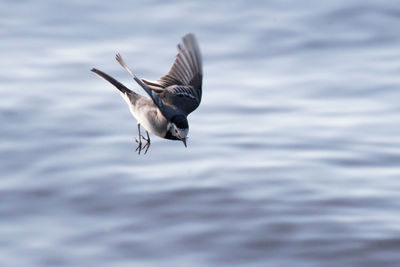 View of bird flying over water