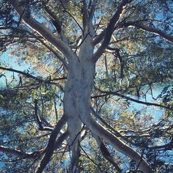 Low angle view of bare trees against sky