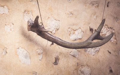 High angle view of lizard on rock