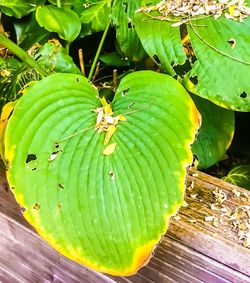 Close-up of green leaf on plant