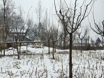 Bare trees on snow covered plants against sky